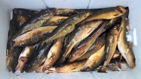 Морская рыбалка в  Кандалакшском заливе